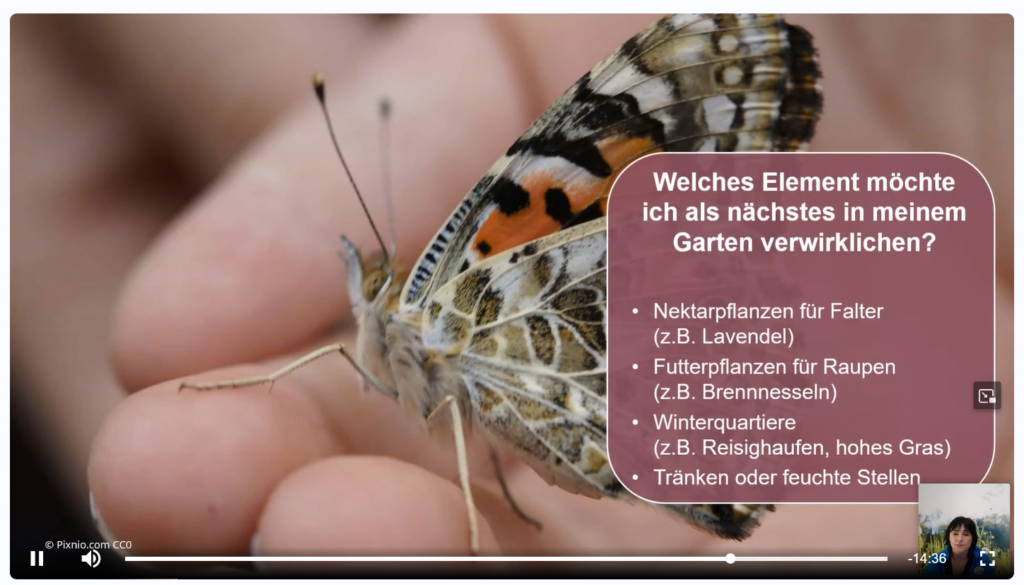 schmetterlinge im garten fördern